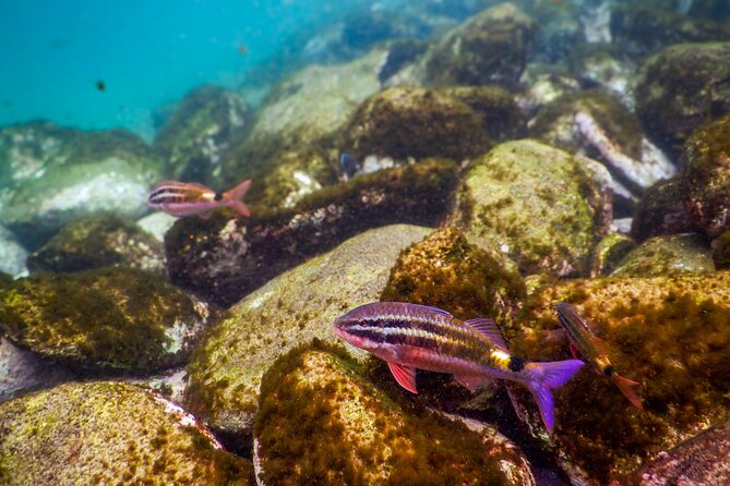 Private Snorkeling Tour In Sydney's Marine Reserve - Photos in the water, and why that changes the trip
