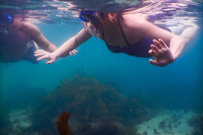 Private Snorkeling Tour In Sydney's Marine Reserve - Clovelly conditions, and the Little Bay fallback plan