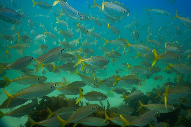 Private Snorkeling Tour In Sydney's Marine Reserve - After the water: Clovelly Beach and the Bondi to Coogee walk
