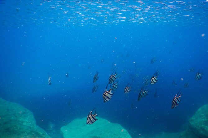 Private Snorkeling Tour In Sydney's Marine Reserve - Price and value: $143.09 per person for a private snorkel