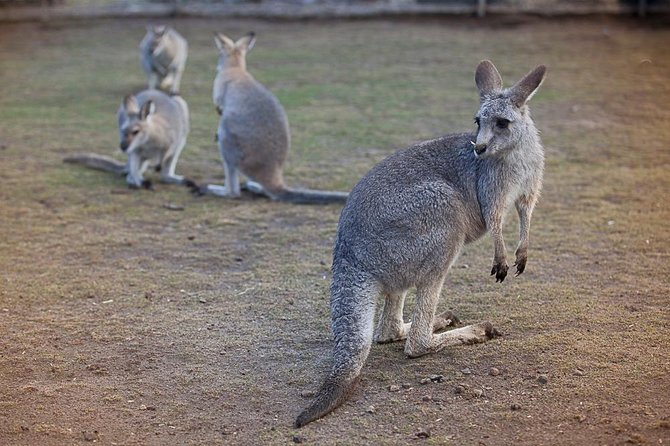 Private Tour: Blue Mountains Day Trip from Sydney - Why This Private Blue Mountains Day Feels Easier Than Driving