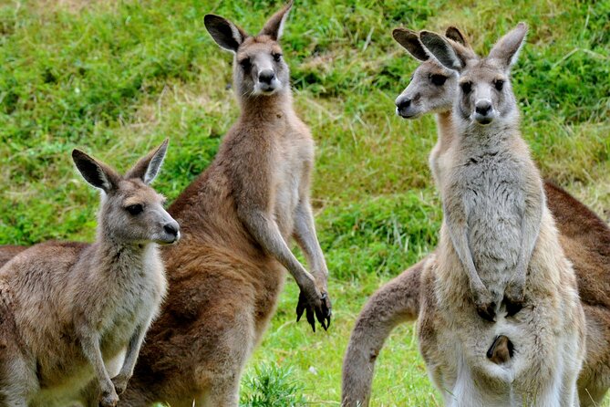 Puffing Billy And Healesville Sanctuary Scenic Tour - Healesville Sanctuary: wildlife time with a real pause button