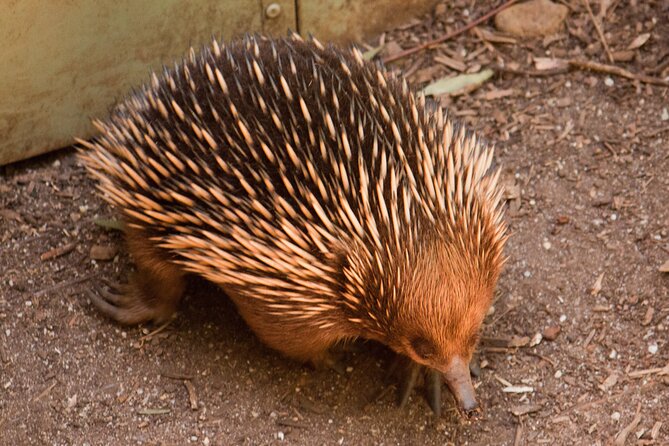 Puffing Billy And Healesville Sanctuary Scenic Tour - How the pacing works on a long day