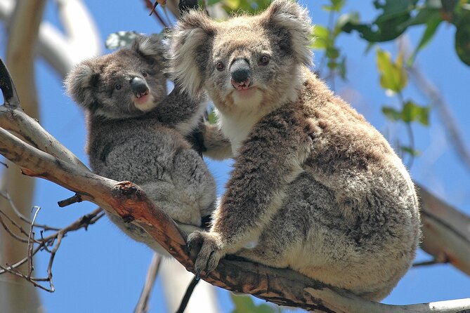 Puffing Billy And Healesville Sanctuary Scenic Tour - Price and value: what you really get for $163.53