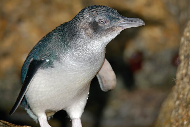 Puffing Billy And Phillip Island Penguin Parade Bus Tour - Lunch, snacks, and the long-day reality