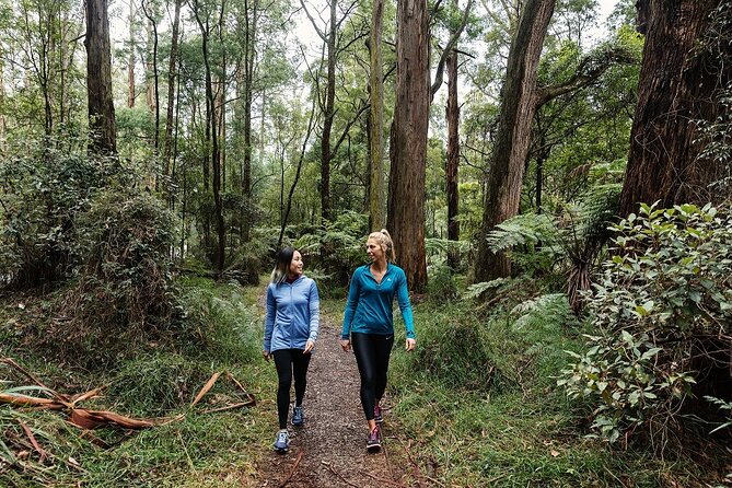 Puffing Billy & Rainforest Tour from Melbourne - Grants Picnic Ground: rainforest calm before the steam engine