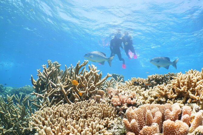 Quicksilver Outer Great Barrier Reef Snorkel Cruise from Palm Cove - Palm Cove to Agincourt Reef: the big-day layout you should know