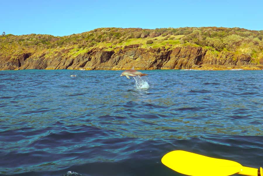 Rainbow Beach: Kayaking with Dolphins and Beach 4WD Tour - Ocean kayaking around the headland: what to expect from the water time