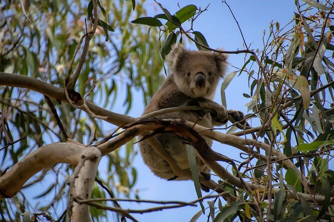 Reimagined Great Ocean Road 1-Day Tour from Melbourne - Great Otway National Park and a koala-hunting moment