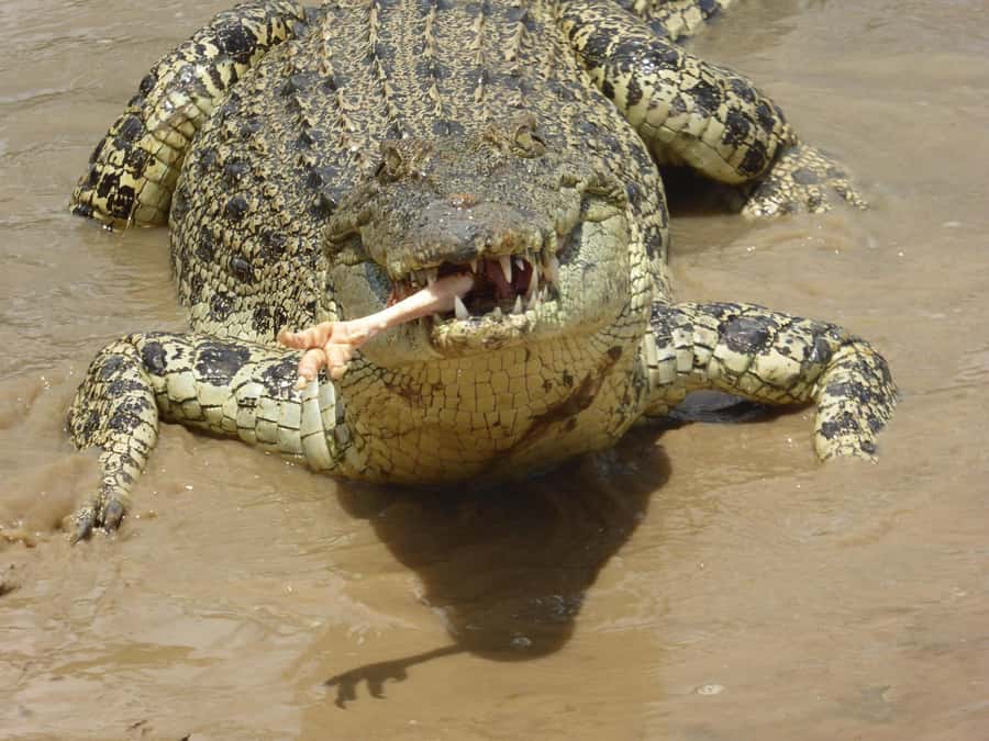 Rockhampton: Koorana Crocodile Farm Guided Tour - Key things that make this croc tour worth your time