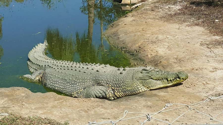 Rockhampton: Koorana Crocodile Farm Guided Tour - Up close with a small crocodile, the photo moment, and what “hold” can cost