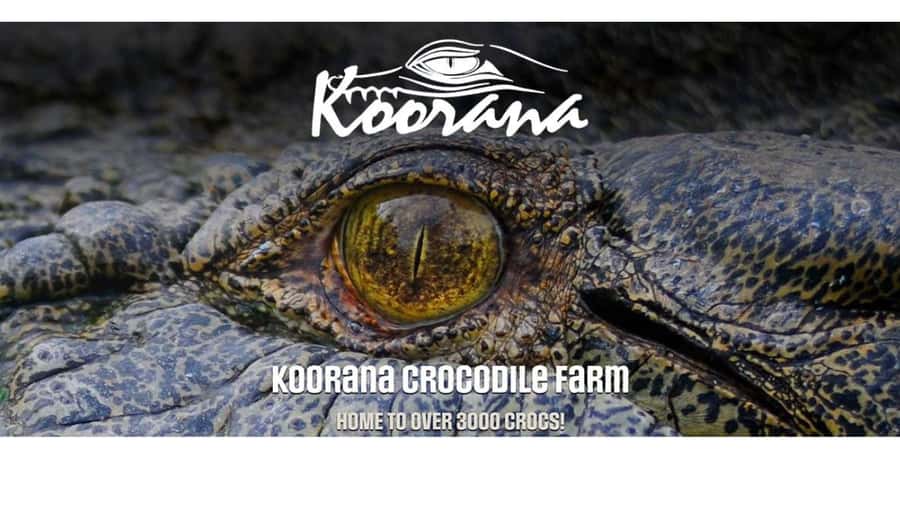 Rockhampton: Koorana Crocodile Farm Guided Tour - The 90-minute guided flow, step by step