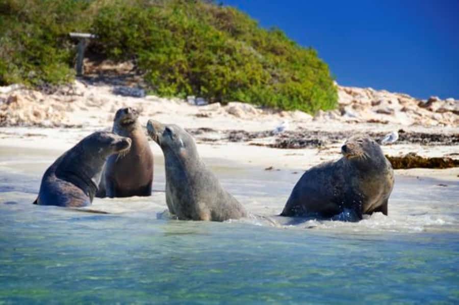 Rockingham: Shoalwater Islands, Dolphins, and Sea Lions Tour - Key highlights at a glance