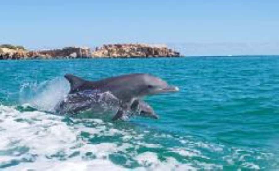 Rockingham: Shoalwater Islands, Dolphins, and Sea Lions Tour - Shoalwater Islands in One Hour: What the Tour Delivers