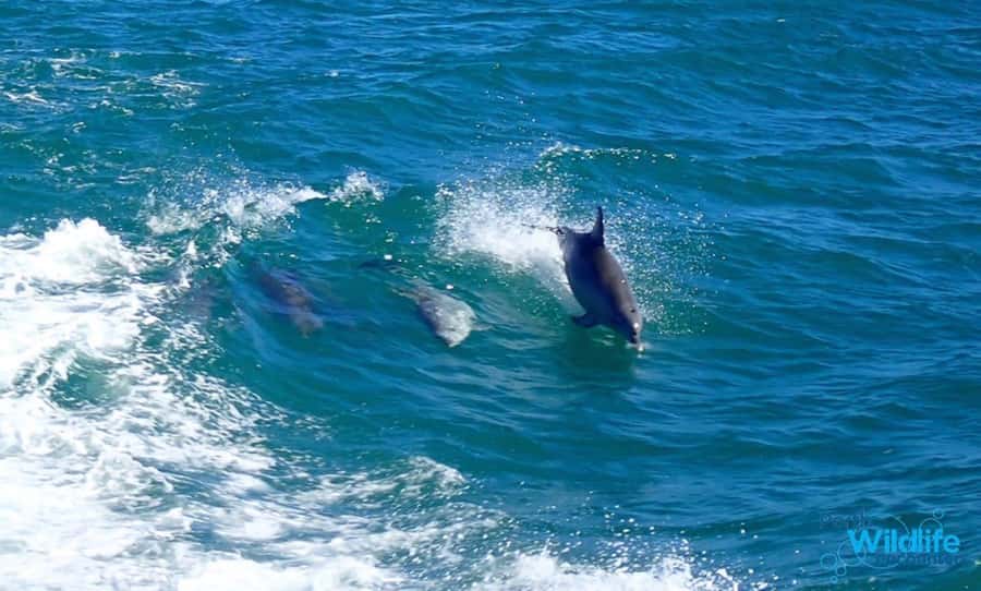Rockingham: Shoalwater Islands, Dolphins, and Sea Lions Tour - From Capricorn SeaKayaking to the Marine Park: Why the Start Matters