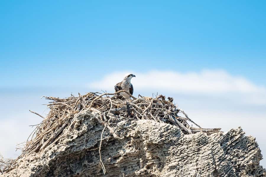 Rockingham: Shoalwater Islands, Dolphins, and Sea Lions Tour - The 60-Minute Cruise Loop: Dolphins, Sea Lions, and Birds at Work