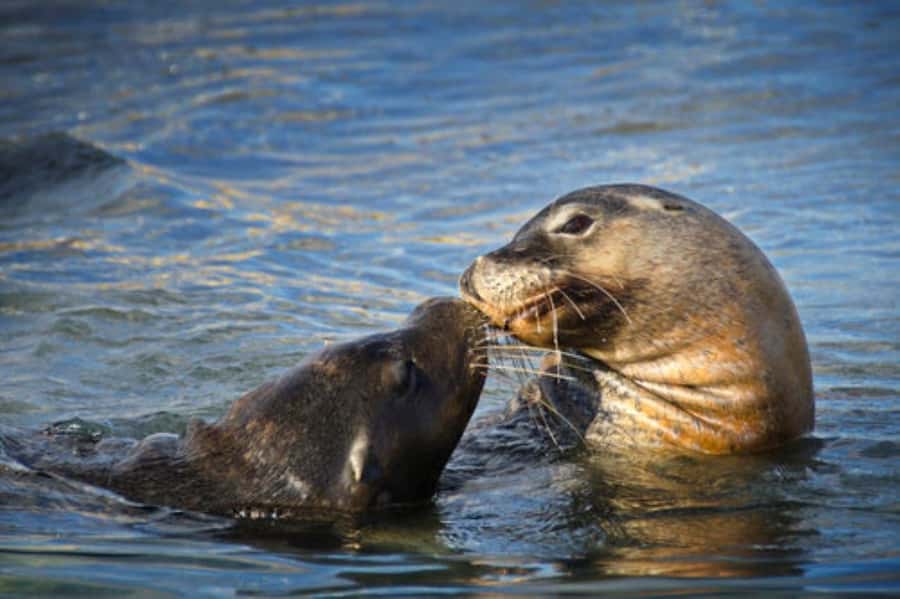 Rockingham: Shoalwater Islands, Dolphins, and Sea Lions Tour - Penguin Island Time and Bird Rookeries: What You Might See on the Day