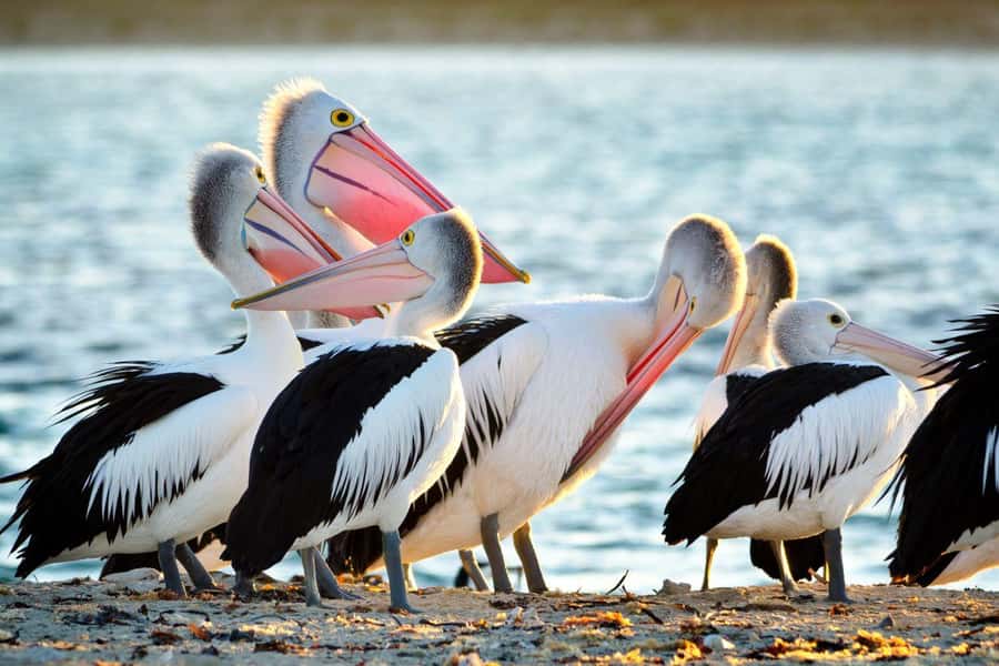 Rockingham: Shoalwater Islands, Dolphins, and Sea Lions Tour - What to Bring, What to Wear, and What Rules You Must Follow