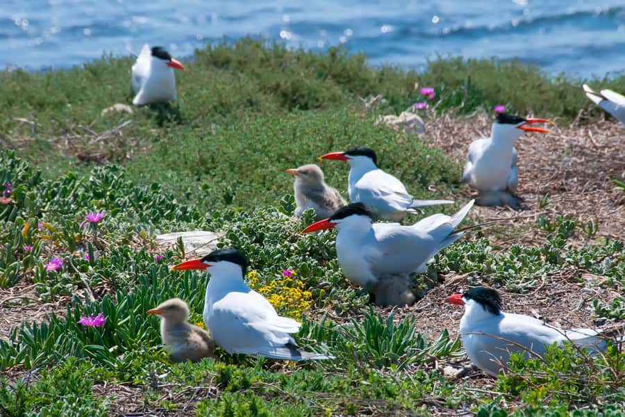 Rockingham: Shoalwater Islands, Dolphins, and Sea Lions Tour - Getting Oriented: Rockingham, Penguin Island, and the Check-In Rhythm