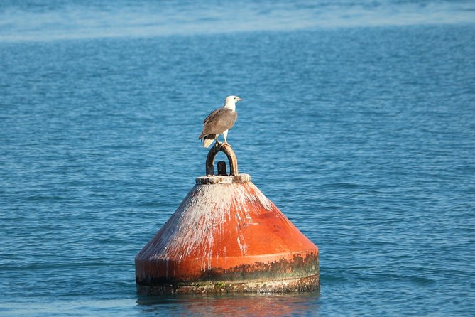 Roebuck Bay Sunset & Snubfin Dolphin Cruise - Wildlife Spotting Without the Pressure: Snubfin Dolphins and More