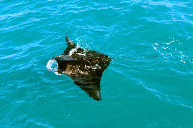 Roebuck Bay Sunset & Snubfin Dolphin Cruise - Who This Cruise Suits Best (and Who Might Hesitate)