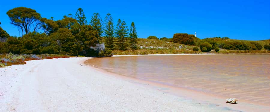 Rottnest Grand Island Package with Ferry, Tour & Light Lunch - Key points at a glance