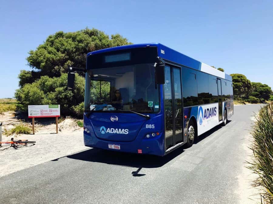 Rottnest Grand Island Package with Ferry, Tour & Light Lunch - Rottnest Island in one day: what you actually get