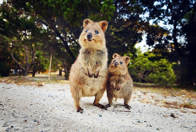 Rottnest Island All-Inclusive Grand Island Tour from Fremantle - Ferry ride and arrival timing: your free hours matter