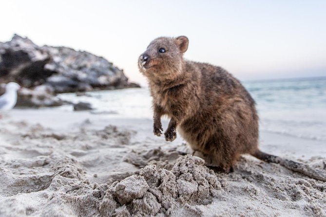 Rottnest Island All-Inclusive Grand Island Tour from Fremantle - When weather and pacing affect your day