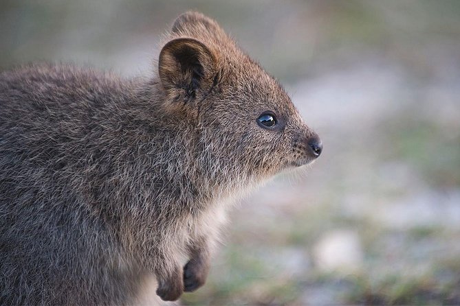 Rottnest Island Bayseeker Tour - Live commentary that makes the loop make sense