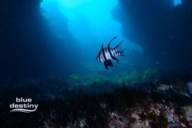 Rottnest Island Boat Dive Day Trip including Lunch - Fremantle to Rottnest: the perfect “no-fuss” sea day