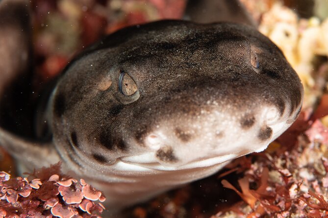 Rottnest Island Boat Dive Day Trip including Lunch - Rottnest underwater scenery: caverns, crevices, and swim-thrus