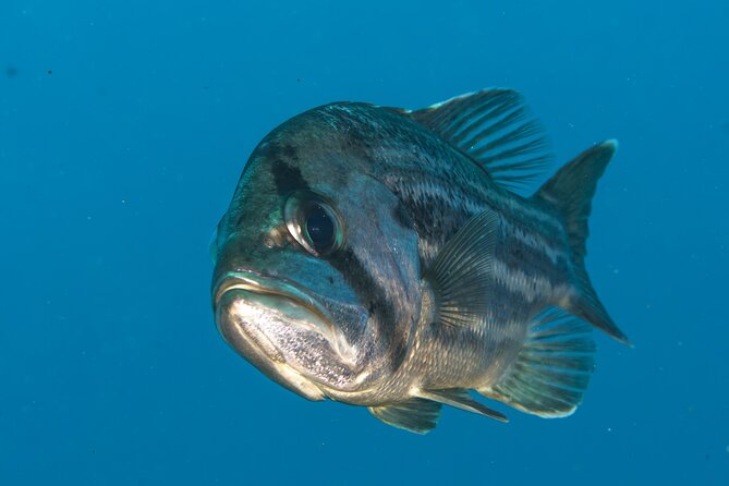 Rottnest Island Boat Dive Day Trip including Lunch - What “quality time on the water” looks like