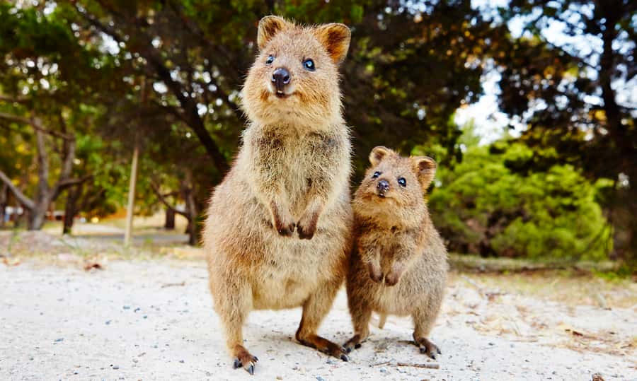 Rottnest Island Segway 1-Hour Settlement Tour - Thomson Bay Settlement: the history lesson that changes how you see the coastline