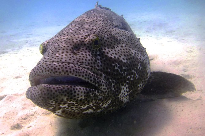 Scuba Dive Ningaloo Reef - Key points to know before you go