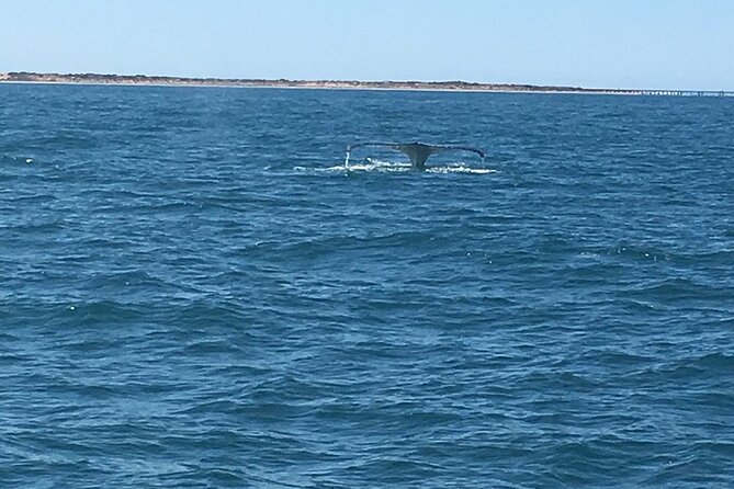 Scuba Dive Ningaloo Reef - From Exmouth to the Reef: meeting time, boat rhythm, and what to pack