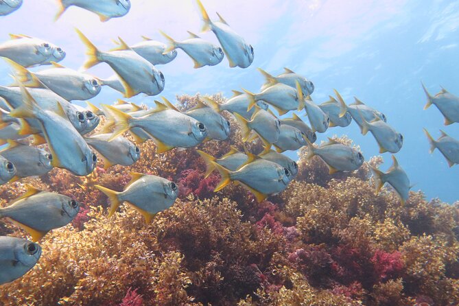 Scuba Dive The Beautiful Rottnest Island for Certified divers - Views from above and below Rottnest, plus marine life time