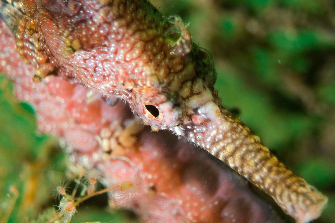 Scuba Dive The Beautiful Rottnest Island for Certified divers - First underwater stop around Rottnest: reefs, limestone, and swim-throughs