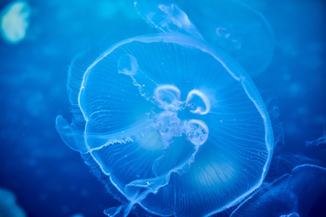SEA LIFE Melbourne Aquarium Admission Ticket - Key things to know before you go