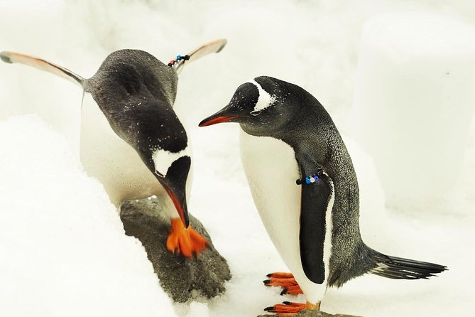 SEA LIFE Melbourne Aquarium Admission Ticket - Animal feedings and lectures: the parts that turn a walk into learning