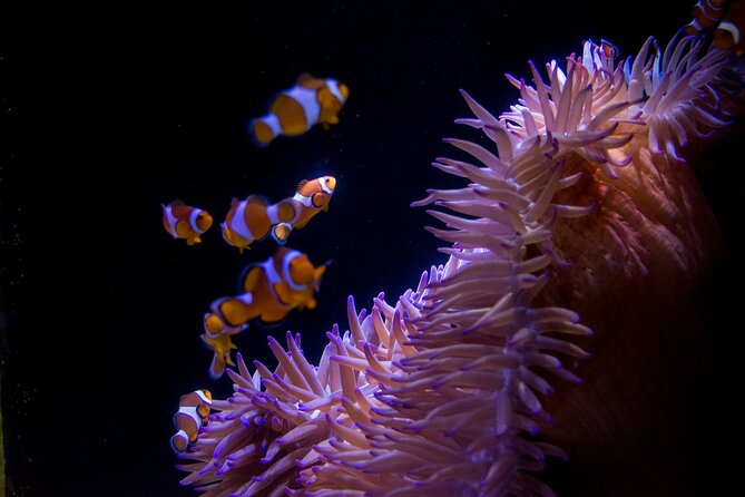 SEA LIFE Sunshine Coast Aquarium Entrance Ticket - Price and value: what the $27.54 ticket really buys