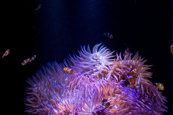 SEA LIFE Sunshine Coast Aquarium Entrance Ticket - Animal talks and feeding: when the day turns into a show