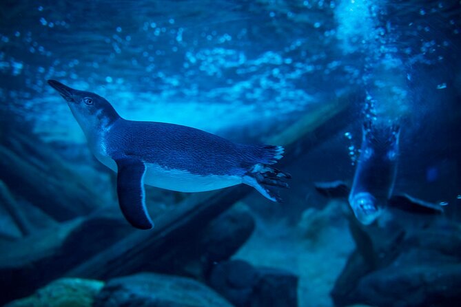 SEA LIFE Sunshine Coast Aquarium Entrance Ticket - How long should you plan for, and in what order?