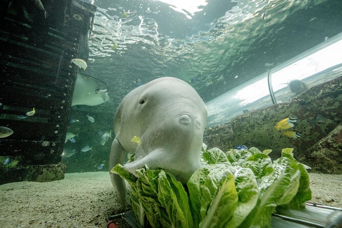 SEA LIFE Sydney Aquarium Entrance Ticket - Key highlights you should plan around