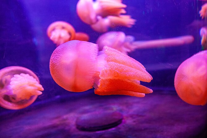 SEA LIFE Sydney Aquarium Entrance Ticket - Shark tunnels and fish over your head: why this place feels special