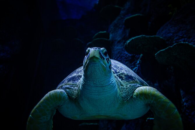 SEA LIFE Sydney Aquarium Entrance Ticket - Dugong Island: Pig is the reason many people remember this stop