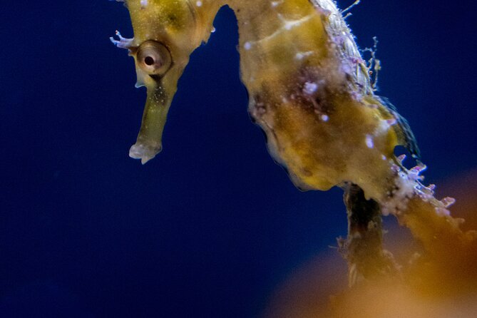 SEA LIFE Sydney Aquarium Entrance Ticket - Crowds, queues, and the heat reality: how to have a calmer visit