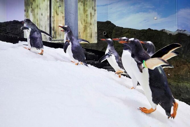 SEA LIFE Sydney Aquarium Entrance Ticket - Ticket value at about $31.56: what you get for your money