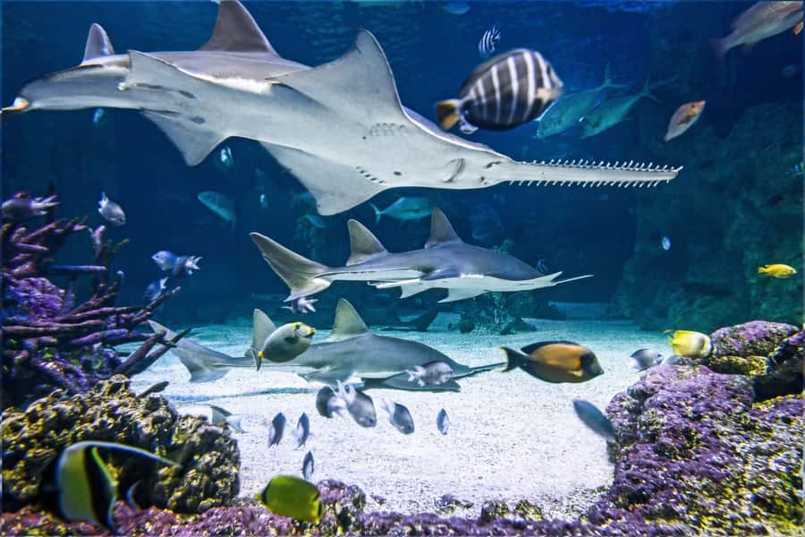 SEA LIFE Sydney Aquarium Entry Ticket - Quick hits before you go