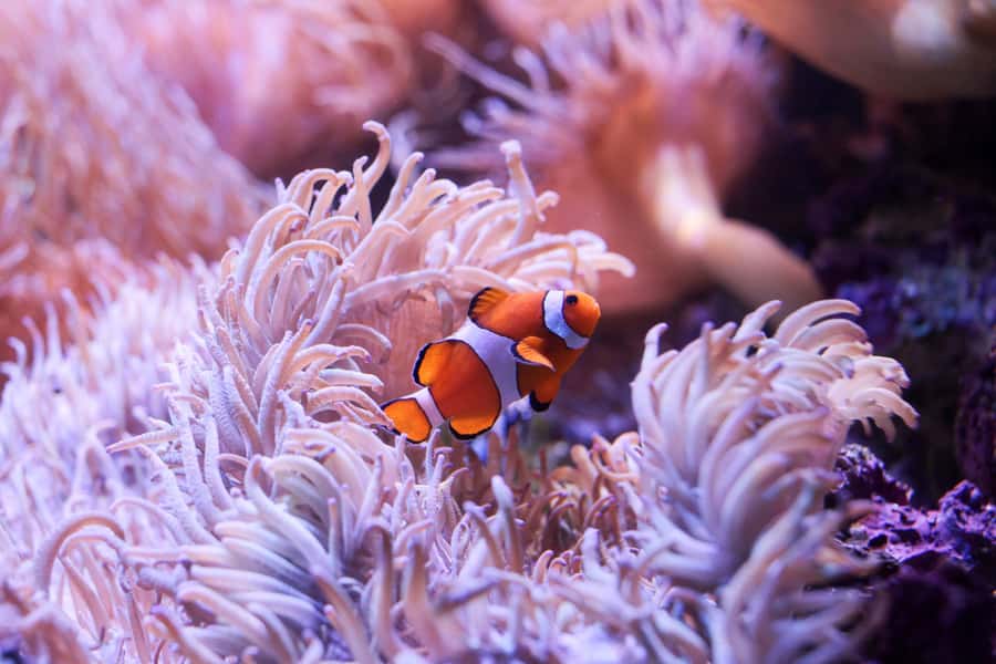SEA LIFE Sydney Aquarium Entry Ticket - Southern Oceans penguins, plus the mini penguin boat ride option